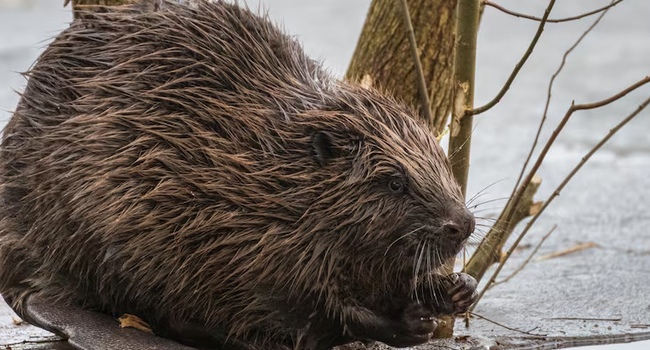 Последний лёд: Охота на бобра в марте