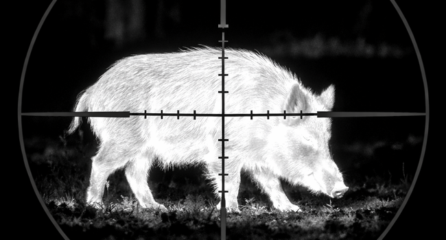 Как тепловизор меняет ночную охоту